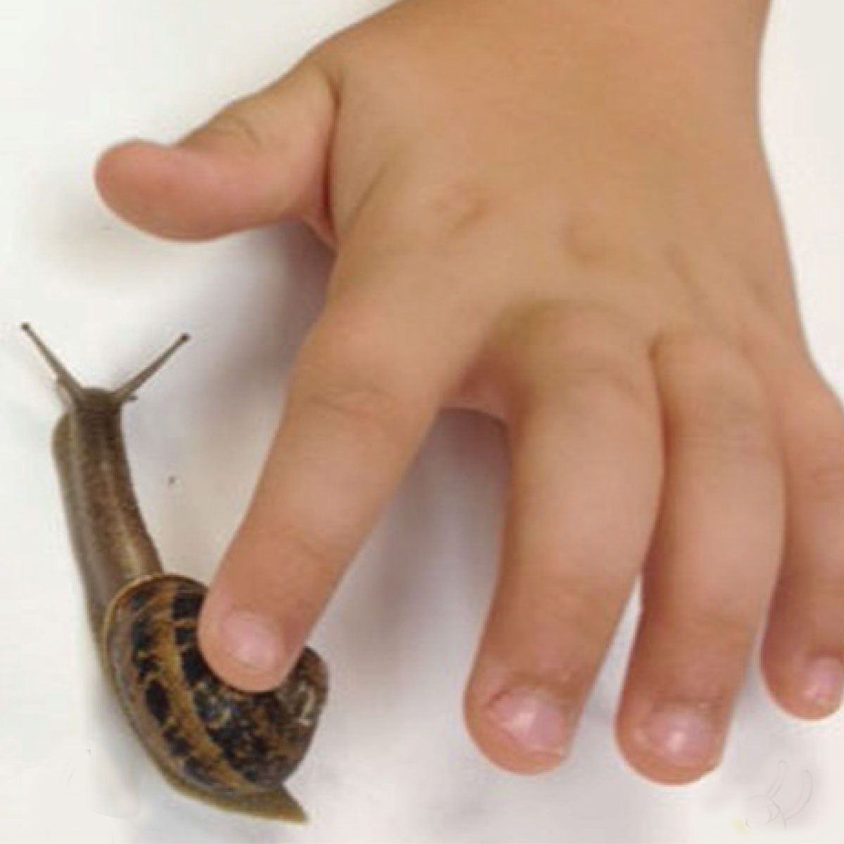 A hand petting a snail.